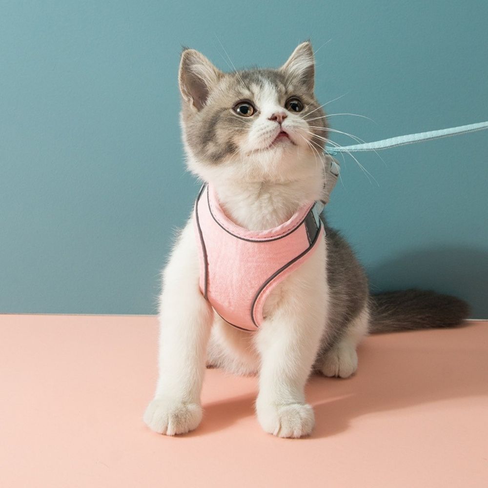 Kattenharnas met Lijn – Voor Kittens en Volwassen Katten