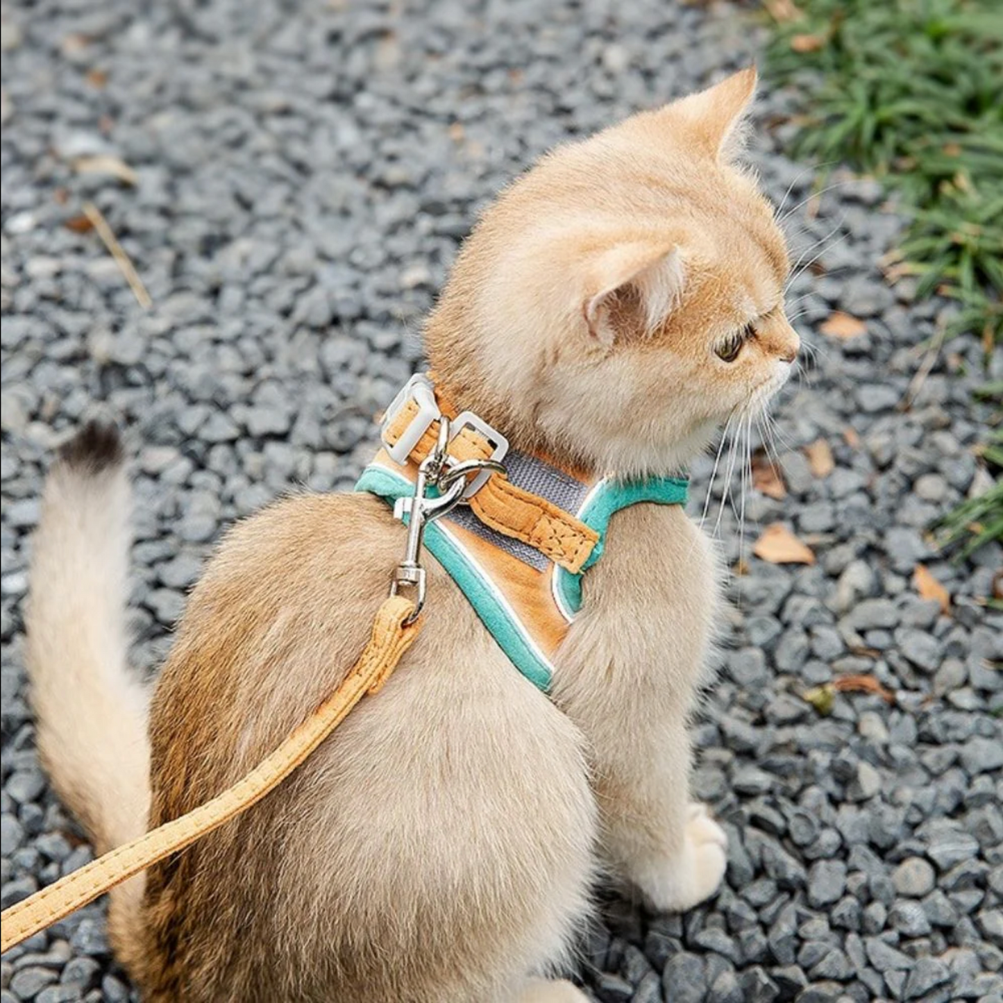 Kattenharnas met Lijn – Voor Kittens en Volwassen Katten