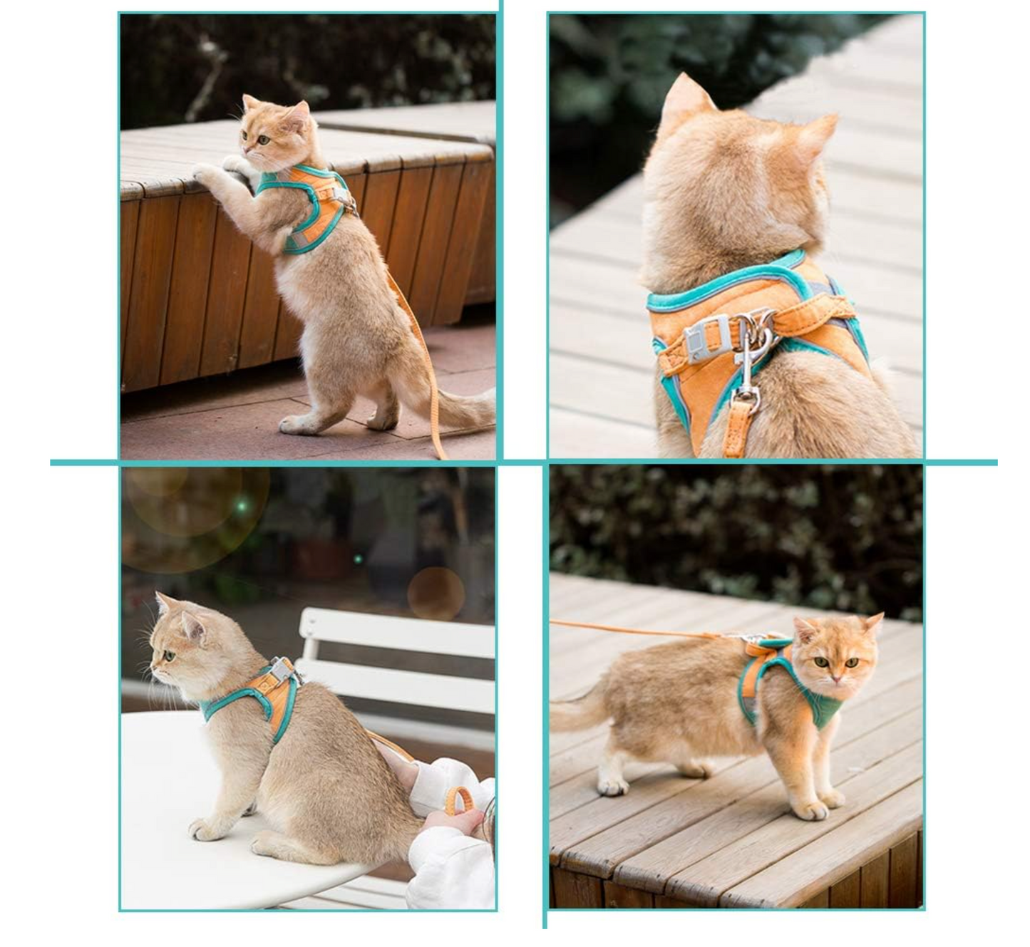 Kattenharnas met Lijn – Voor Kittens en Volwassen Katten